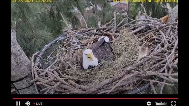 Águila del zoológico de Miami espera tener cría