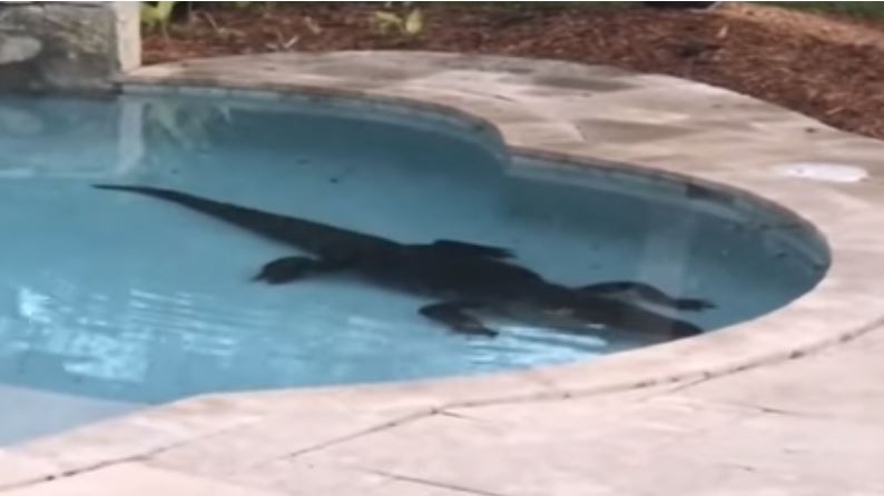 Familia en Palm Beach recibió la visita de cocodrilo de tres metros en su piscina (Video)