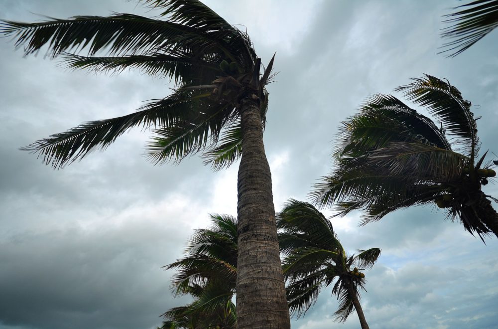 Alerta de vientos extremos en Miami Beach: árboles caídos colapsan las calles