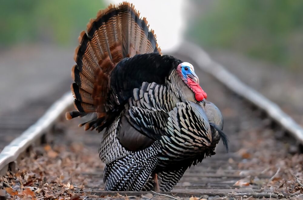 Pavo furioso atacó a policía durante parada de tráfico… ¡y todo quedó grabado!