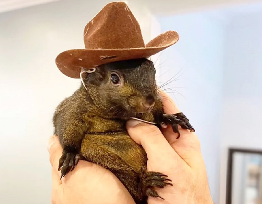 ardilla Peanut