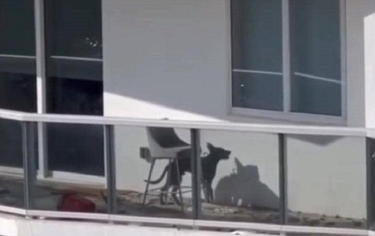 Perra saltó desde edificio de Downtown: Tenía días encerrada en el balcón