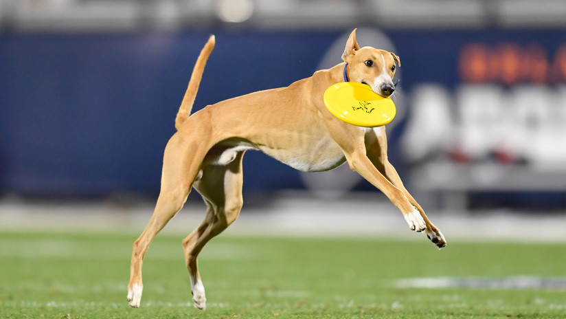 Perro casi anota touchdown en medio de un partido de futbol americano en Florida (Video)