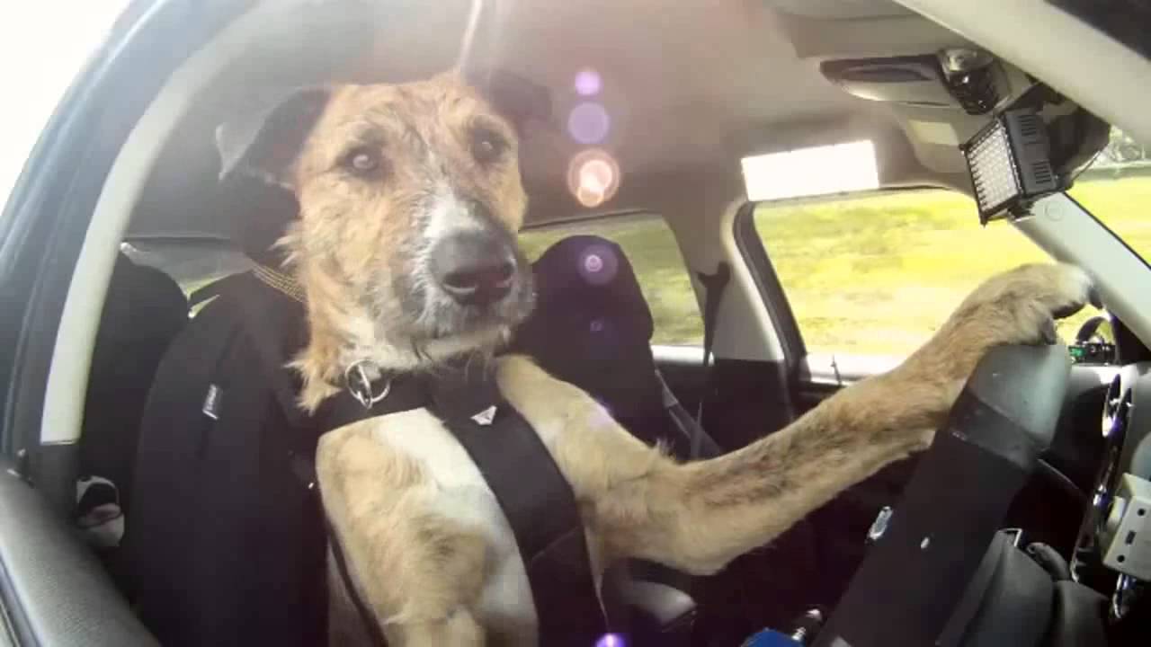 ¡Insólito! Perro manejó carro de su dueño hasta una piscina en China (Video)
