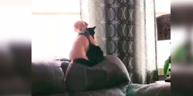 ¡Conmovedor! Perro y gato se dan tierno abrazo que se vuelve viral en Facebook (Video)