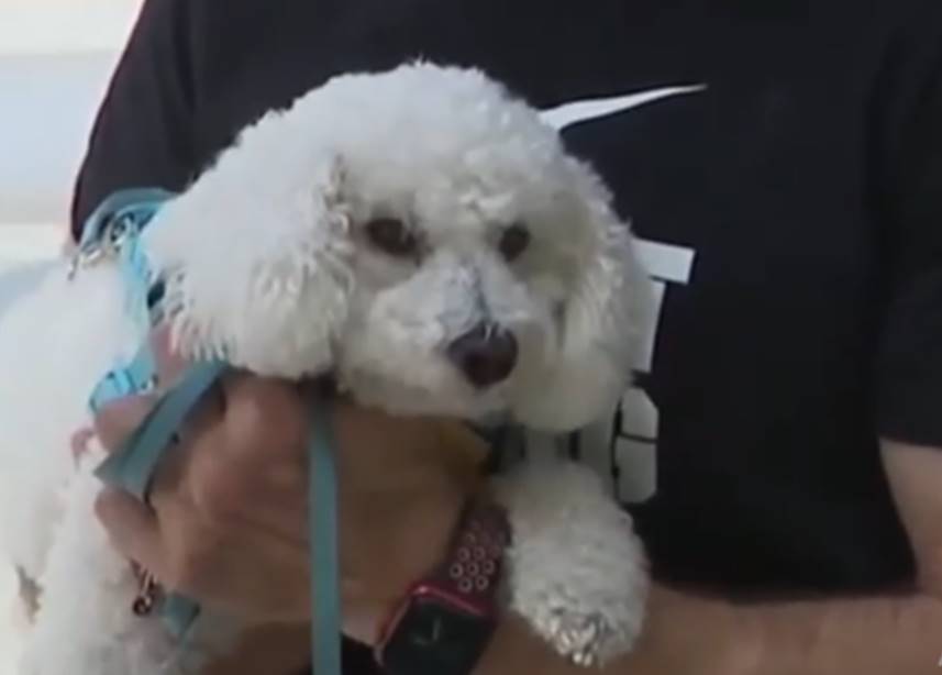 perro