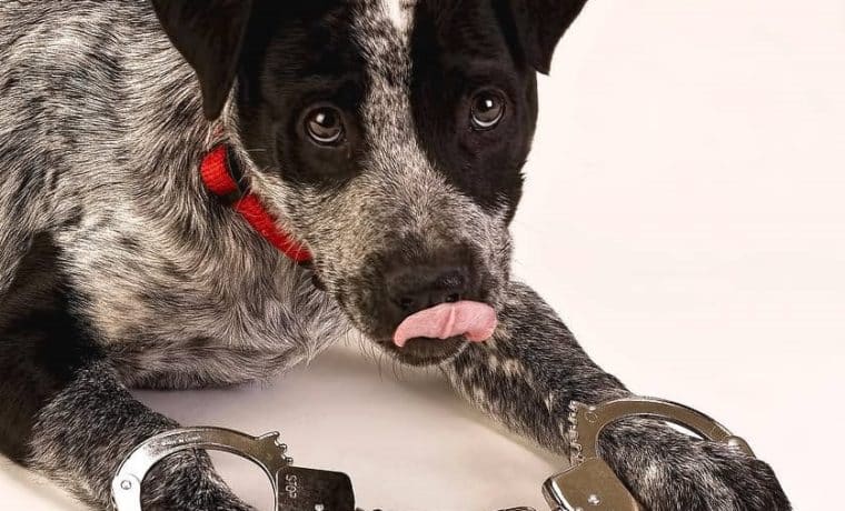 Policía de Michigan implacable: Arrestan a oficial por robar almuerzo… el ladrón es un perro