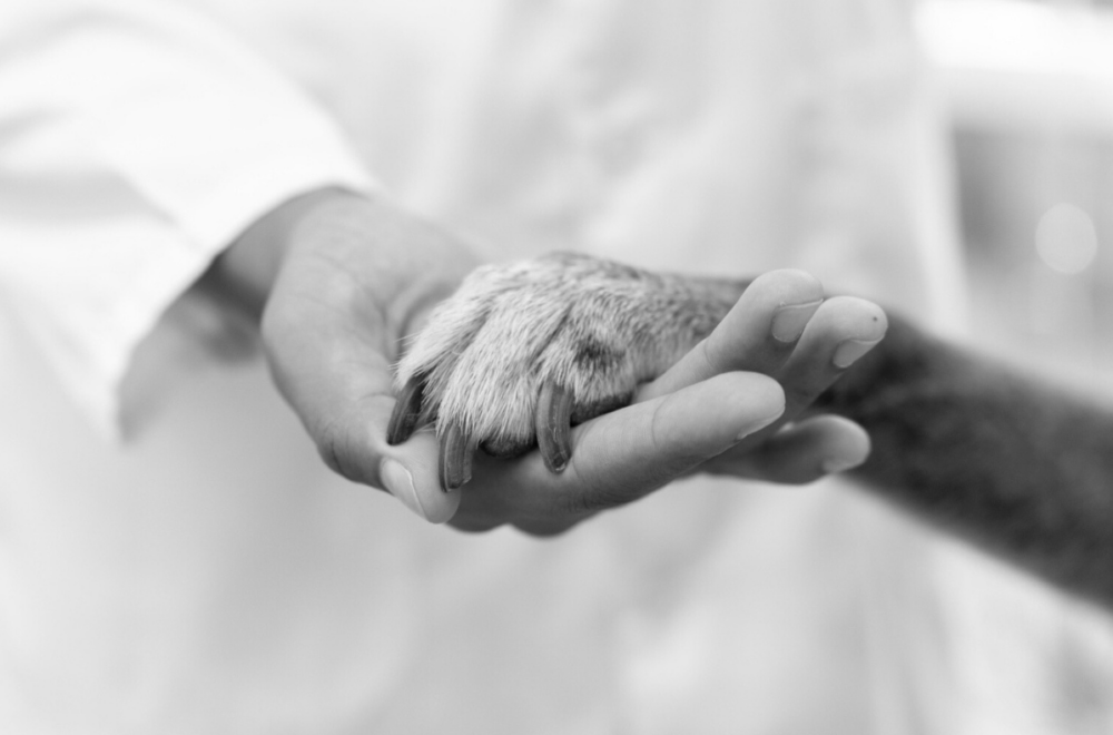Hombre de Doral arrestado por apuñalar múltiples veces a su perro