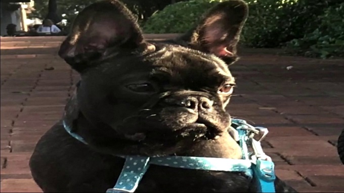 Familia denunció robo de su perro en un Hotel de Fort Lauderdale
