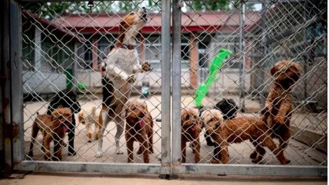 88 perros son rescatados de ser comidos en China para ser adoptados en Nueva York