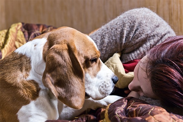 ¿Pueden los perros saber cuando estamos tristes?