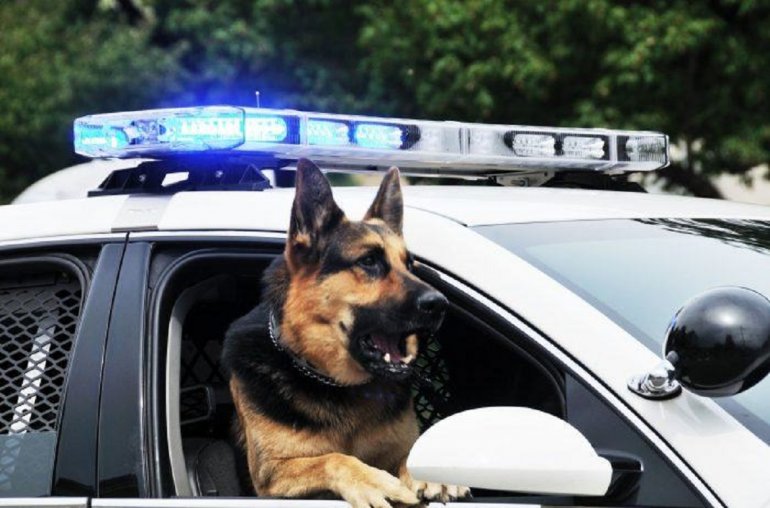 Ley endurecería sanciones por herir a perros policías en Florida