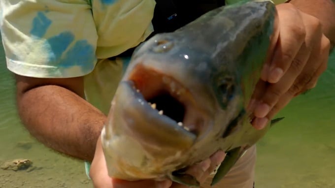 Pescador capturó un pez que causó un gran impacto