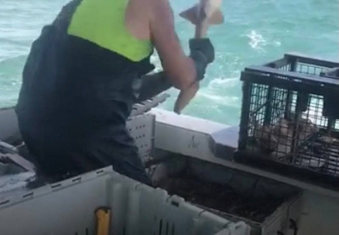 Pescador industrial de los Cayos de Florida es acusado de crueldad animal