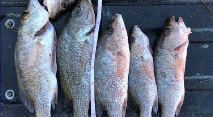 Fisherman violated Miami fishing laws