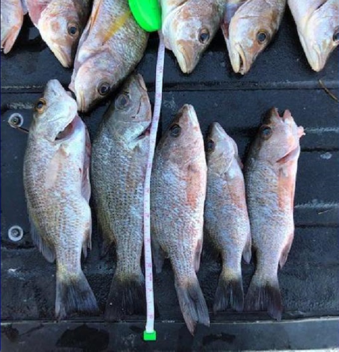 Pescador violó las leyes de pescas de Miami