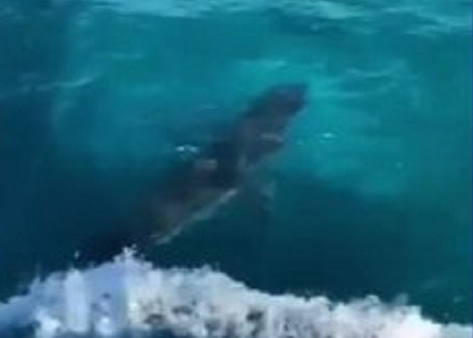 Pescadores de Key Biscayne sorprendidos con un tiburón blanco