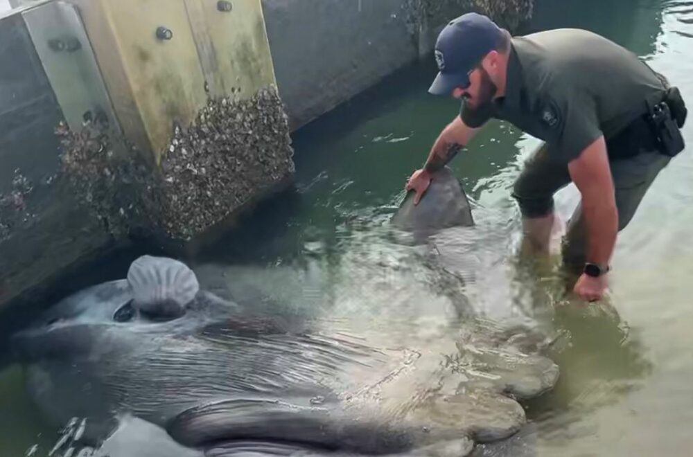 Agente realiza insólito rescate de un enorme pez luna varado en playa de Florida