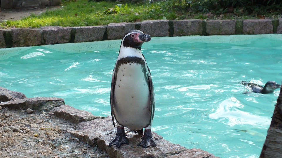 Veterinarios investigan muerte de 7 pingüinos en zoológico de Florida