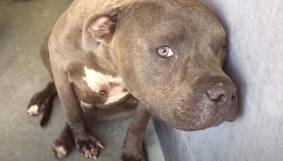 La emotiva reacción que tuvo un pitbull al ser acariciado por primera vez  (Video)