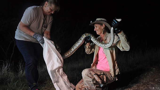 Mujeres capturaron una pitón gigante en los Everglades
