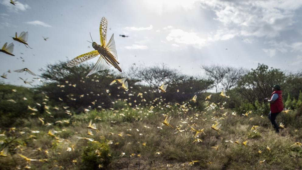 África sufre la plaga de langostas el peor brote registrado en décadas (Video)