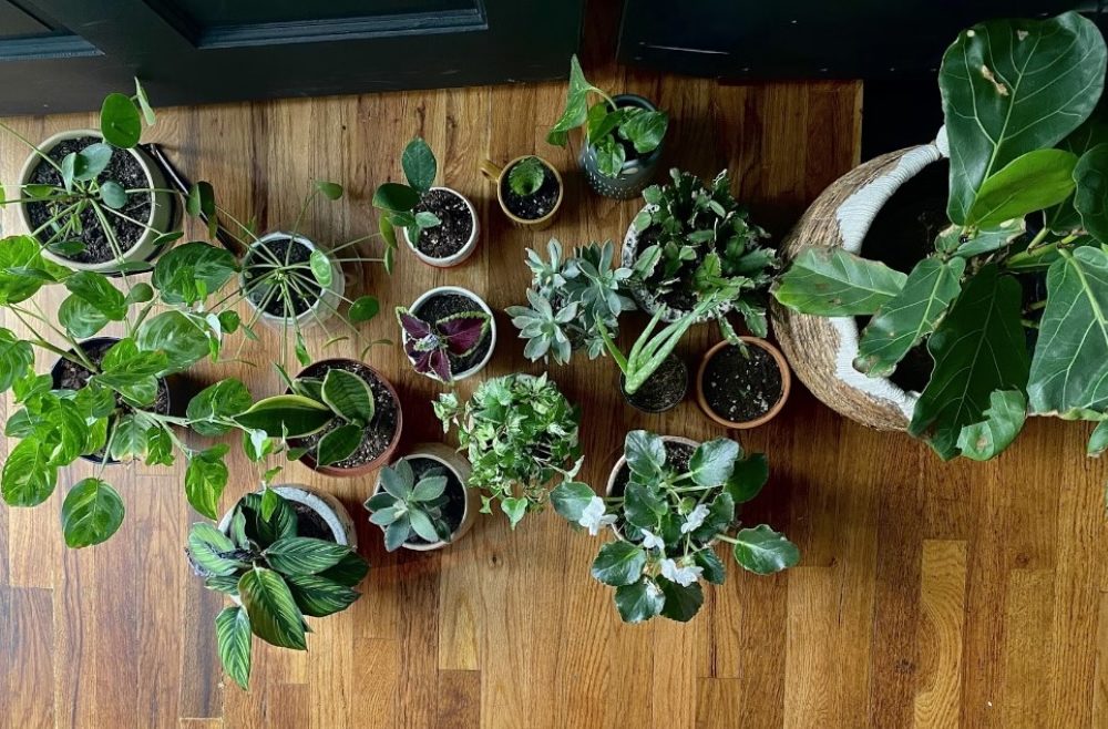 Plantas ideales para crear un ambiente fresco en casa