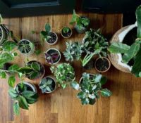 Plantas ideales para crear un ambiente fresco en casa