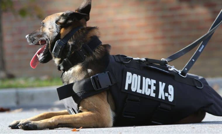 Agentes caninos de Miami Beach tienen nuevo espacio para entrenar