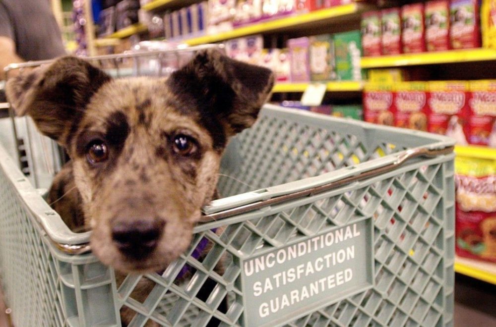Publix recuerda políticas sobre mascotas: Las normas que debes saber