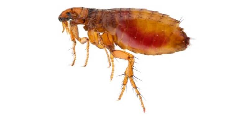 ¿Tu mascota tiene pulgas? ¡Las picaduras del insecto puede afectar a tu familia!