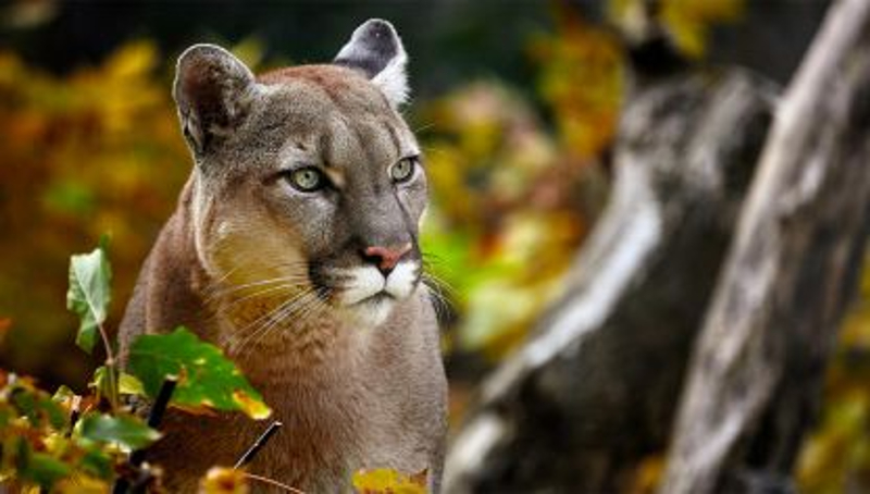 Se asomó al patio para ver a su perro y lo encontró jugando con un puma