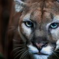 Puma irrumpe en casa de Washington y aterroriza a una niña