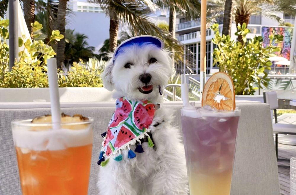 Entre mimosas y treats: disfruta un brunch en Miami Beach… ¡y adopta una mascota!