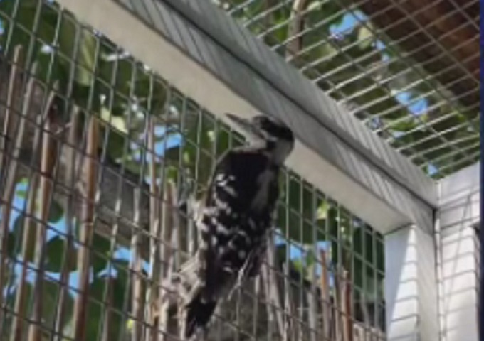 Pájaro carpintero es liberado tras superar  un ataque