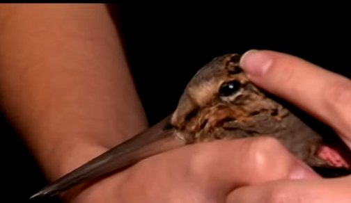 Cientos de aves mueren tras estrellarse contra rascacielos