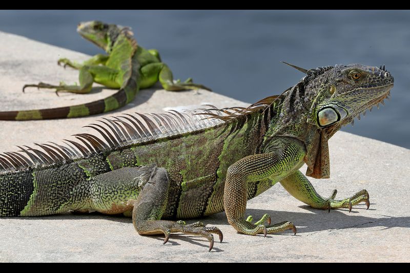 Convención de iguanas: Más de 60 reptiles fueron vistas reunidas en un puente del sur de la Florida