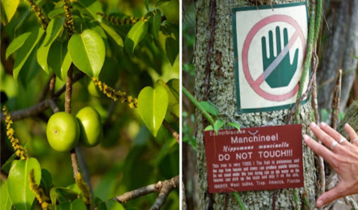 Un árbol encontrado en el sur de Florida fue nombrado el más mortífero del mundo