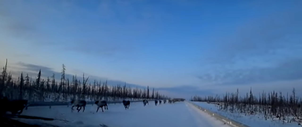¡Inesperado! Cerca de 3.000 renos sorprenden a un conductor en Siberia