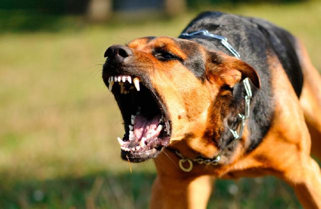 Conoce cuál es la raza de perros más agresiva que puedes tener