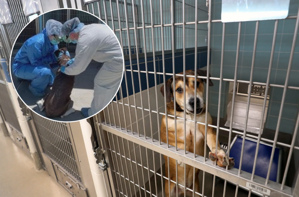 Refugios en crisis por brotes en el sur de Florida: hacen llamado urgente a adoptar