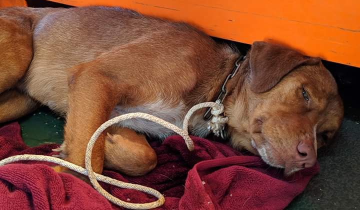 ¡Increíble! Rescataron a un perro que nadó por 220 KM en Tailandia