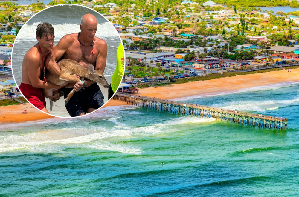 Salvavidas rescatan a un ciervo en apuros en Flagler Beach
