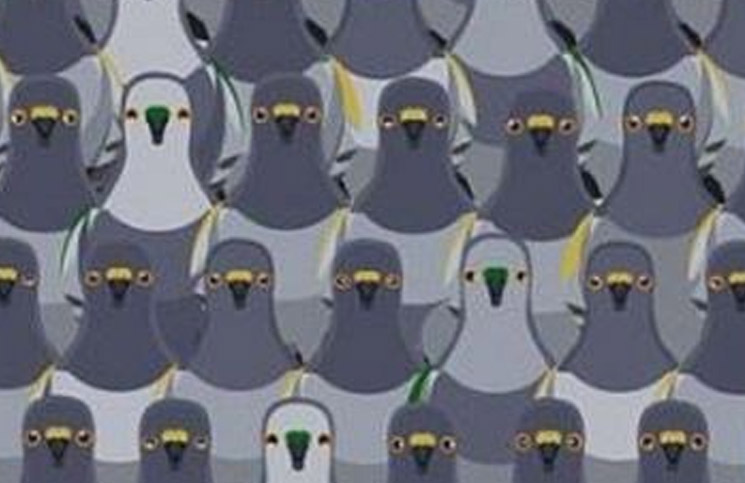 Desafío viral: ¿Podrás encontrar el minino oculto entre las palomas? tienes 18 segundos