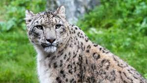 Murió leopardo de las nieves en el zoo de Illinois por covid-19