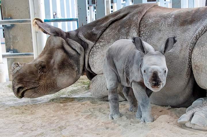 Rinoceronte Indio nació en Miami por medio de ovulación inducida e inseminación