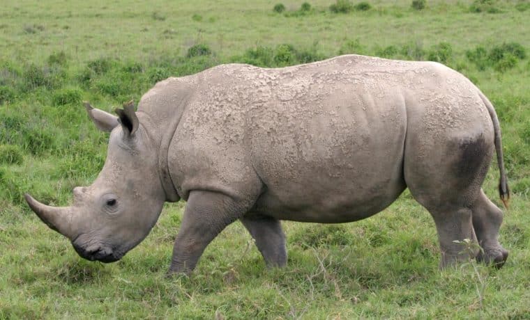Mataron a balazos a rinoceronte que tenía un día en safari de Florida