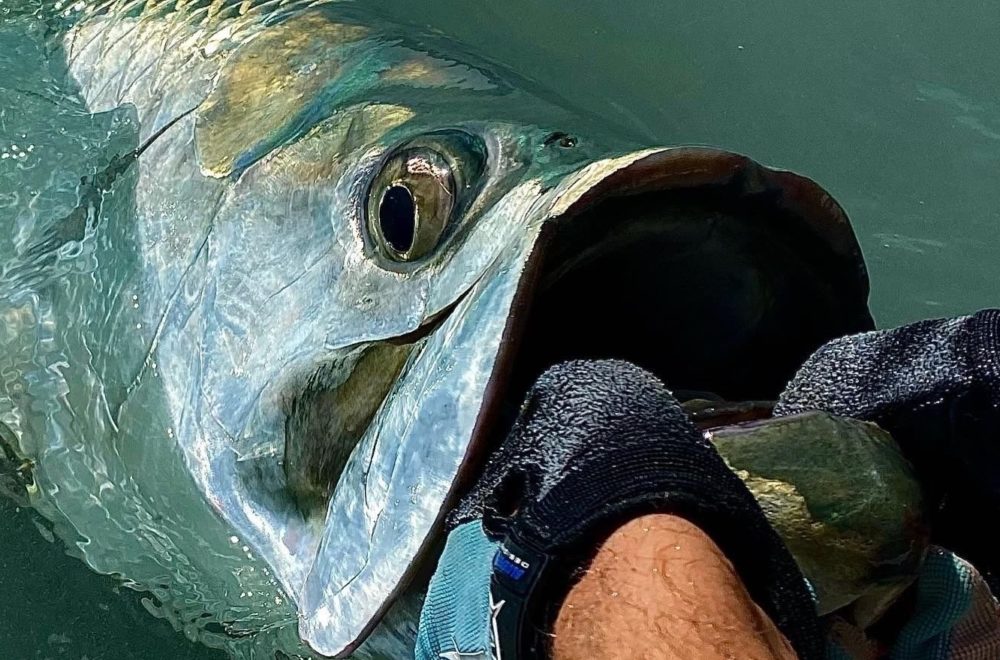 Turista desgarró las branquias de un pez al sacarlo del agua en los Cayos de Florida