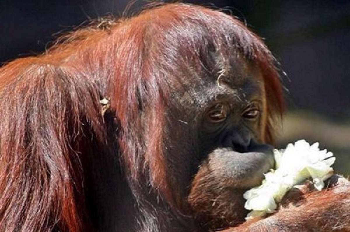 Sandra la orangután que “es una persona” se instala en su nuevo hogar en Florida (+videos)