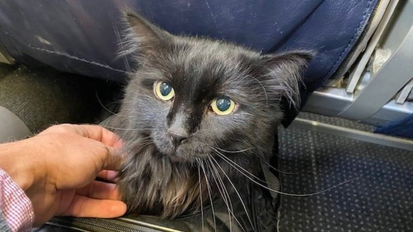 ¡Increíble! Dueño encontró a su gata tras 5 años y 2.000 km de recorrido